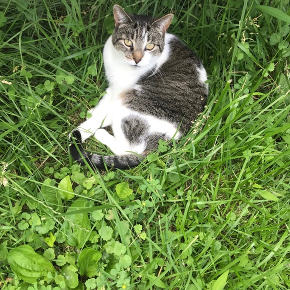 MEET MY POSH BUDDY BABY GIRL & RAVEN& COOKIE TIGGER MIDNIGHT - Picture 6 of 13